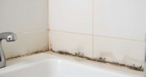 mold growth in Nampa basements & bathrooms